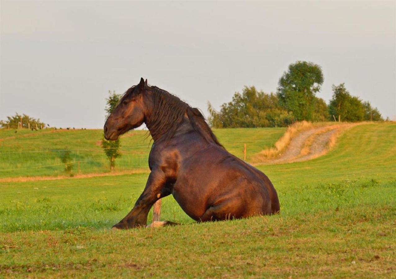 Ferienhof Kuerschner Drebach ภายนอก รูปภาพ