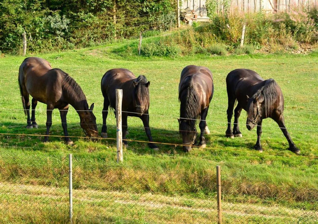 Ferienhof Kuerschner Drebach ภายนอก รูปภาพ